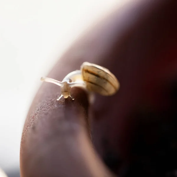 Small Transparent Snail Leaf — Stock Photo, Image