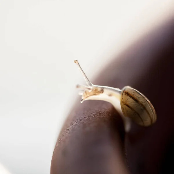 Small Transparent Snail Leaf — Stock Photo, Image