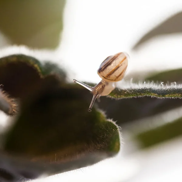 Petit Escargot Transparent Sur Une Feuille — Photo