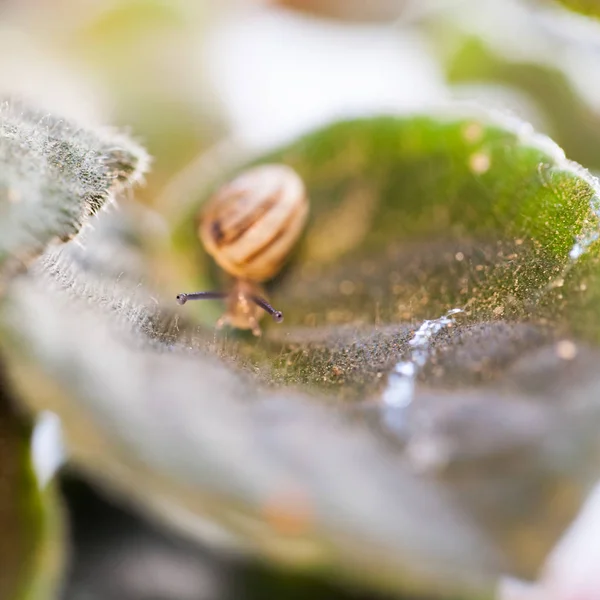 Caracol Pequeño Transparente Sobre Hoja —  Fotos de Stock