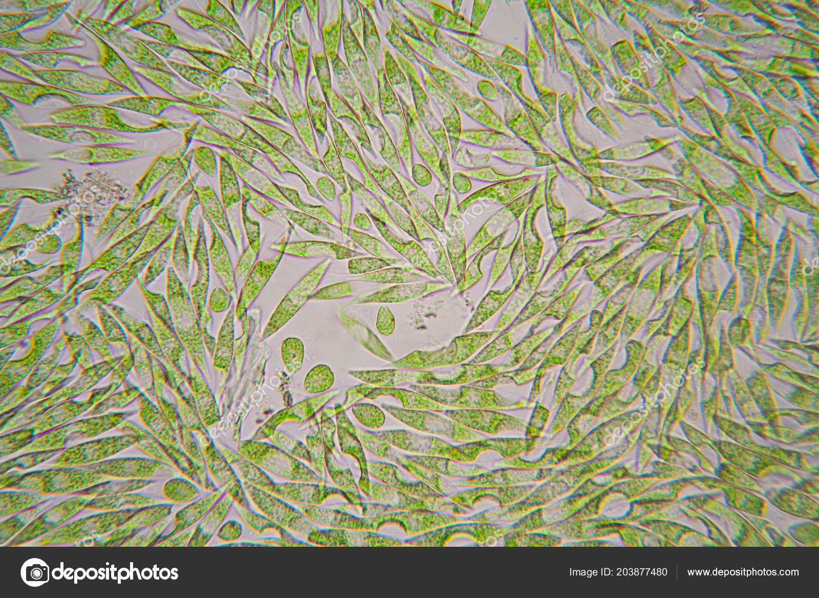 Microscopic Organisms Pond Euglena Gracilis Stock Photo Image By C Ileana Bt Microscopic Organisms Pond Euglena Gracilis Stock Photo Image By C Ileana Bt