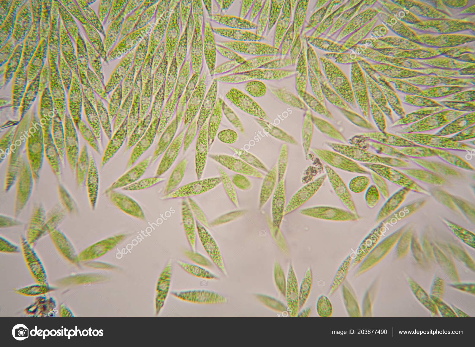 Microscopic Organisms Pond Euglena Gracilis Stock Photo Image By C Ileana Bt Microscopic Organisms Pond Euglena Gracilis Stock Photo Image By C Ileana Bt