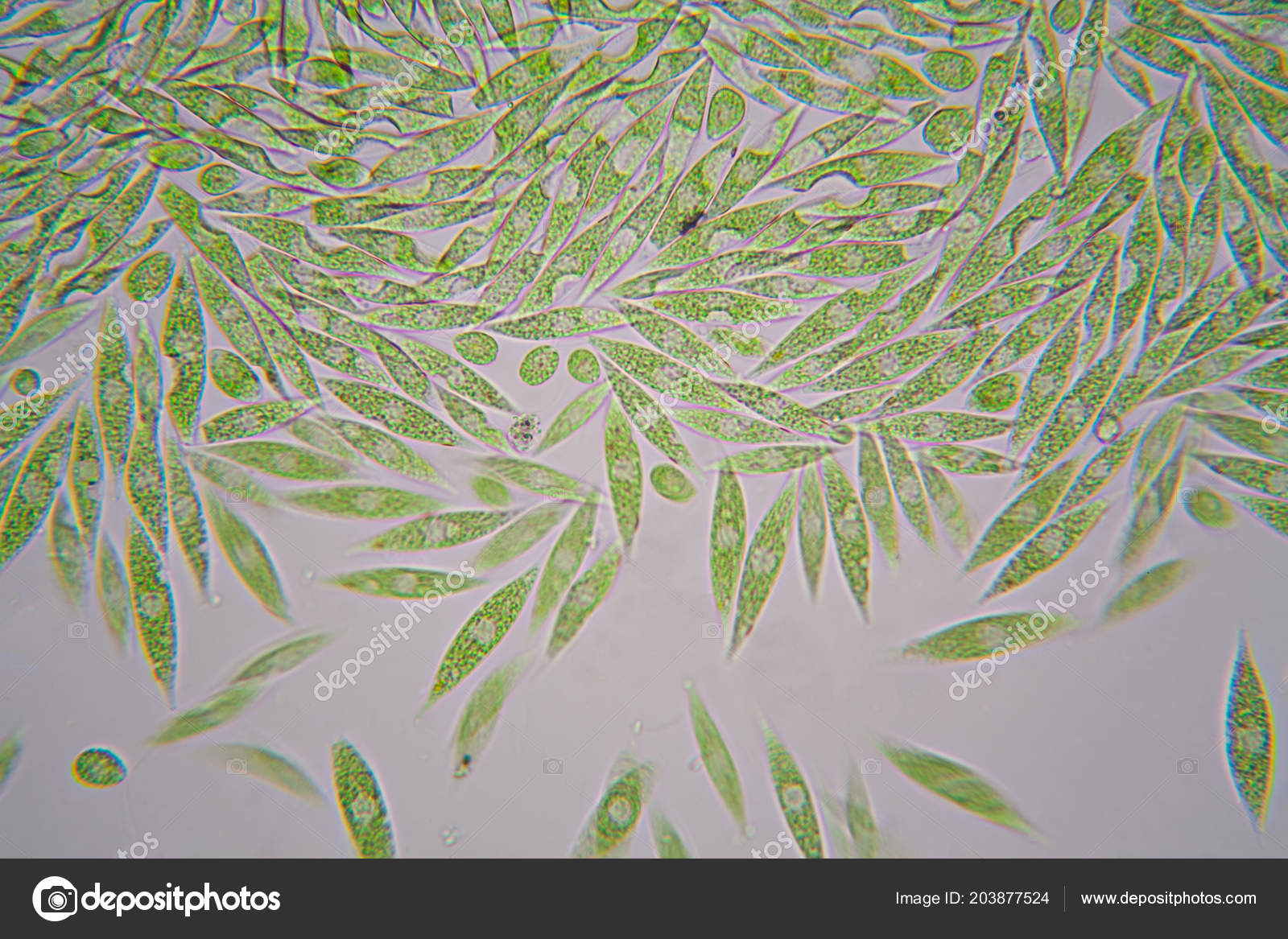 Microscopic Organisms Pond Euglena Gracilis Stock Photo Image By C Ileana Bt Microscopic Organisms Pond Euglena Gracilis Stock Photo Image By C Ileana Bt