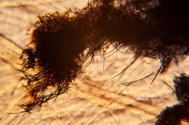 Kağıt dokusu mikroskop, kristalize Methilene mavi