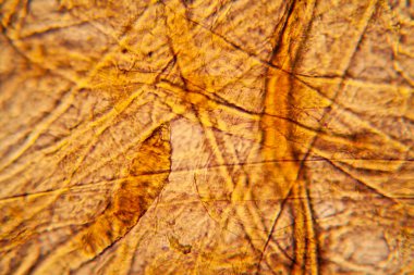 Bakire kağıt dokusu mikroskop