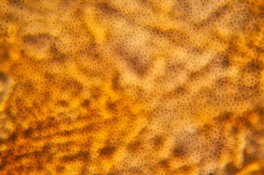 Bakire kağıt dokusu mikroskop