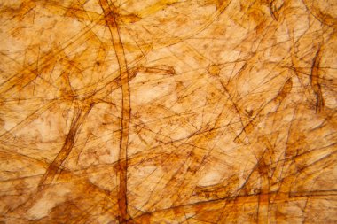 Bakire kağıt dokusu mikroskop