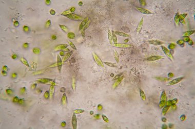 Mikroskobik organizmalar gölün üzerinden. Euglena Gracilis