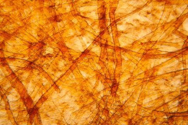 Bakire kağıt dokusu mikroskop