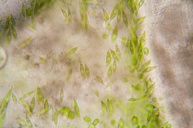 Microscopic organisms from the pond. Euglena Gracilis clipart