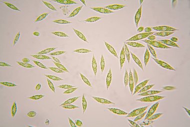 Mikroskobik organizmalar gölün üzerinden. Euglena Gracilis