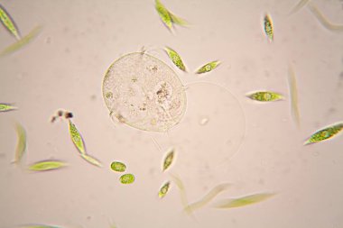 Microscopic organisms from the pond. Euglena Gracilis clipart