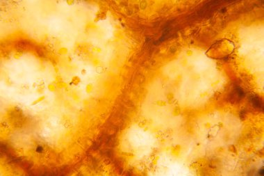 Mikroskop çürümüş yaprak detay