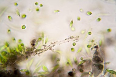 Mikroskobik organizmalar gölün üzerinden. Euglena Gracilis