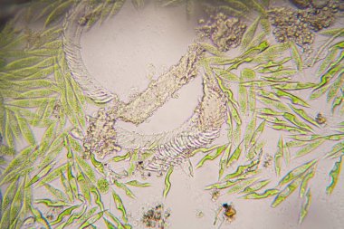 Mikroskobik organizmalar gölün üzerinden. Euglena Gracilis