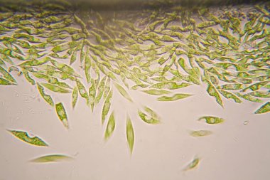 Mikroskobik organizmalar gölün üzerinden. Euglena Gracilis
