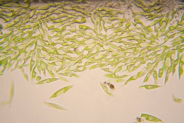 Mikroskobik organizmalar gölün üzerinden. Euglena Gracilis