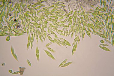 Mikroskobik organizmalar gölün üzerinden. Euglena Gracilis
