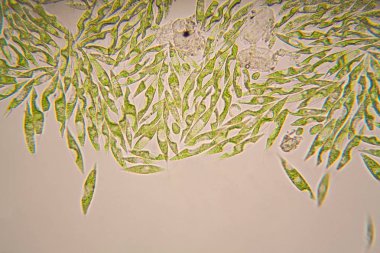 Mikroskobik organizmalar gölün üzerinden. Euglena Gracilis