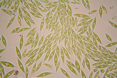 Mikroskobik organizmalar gölün üzerinden. Euglena Gracilis