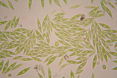 Mikroskobik organizmalar gölün üzerinden. Euglena Gracilis