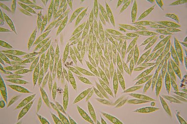 Mikroskobik organizmalar gölün üzerinden. Euglena Gracilis