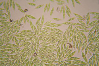Mikroskobik organizmalar gölün üzerinden. Euglena Gracilis