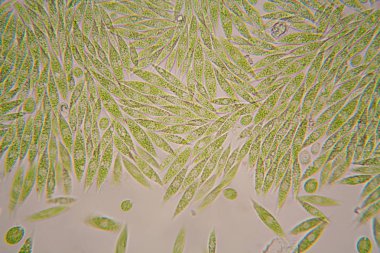 Mikroskobik organizmalar gölün üzerinden. Euglena Gracilis
