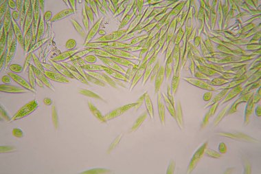 Mikroskobik organizmalar gölün üzerinden. Euglena Gracilis
