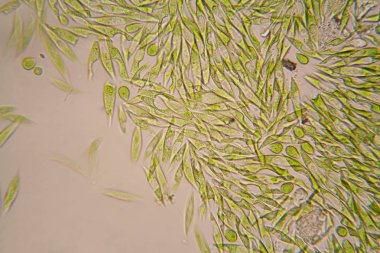 Mikroskobik organizmalar gölün üzerinden. Euglena Gracilis