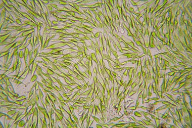 Mikroskobik organizmalar gölün üzerinden. Euglena Gracilis