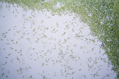 Mikroskobik organizmalar gölün üzerinden. Euglena Gracilis