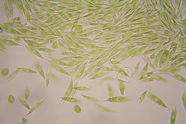 Mikroskobik organizmalar gölün üzerinden. Euglena Gracilis