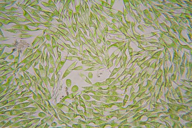 Mikroskobik organizmalar gölün üzerinden. Euglena Gracilis