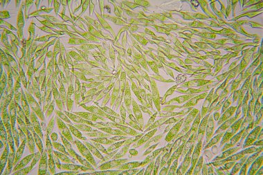 Mikroskobik organizmalar gölün üzerinden. Euglena Gracilis