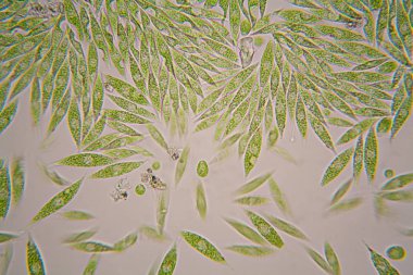 Mikroskobik organizmalar gölün üzerinden. Euglena Gracilis