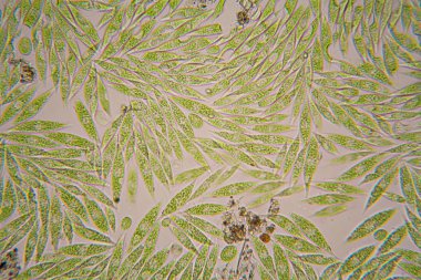 Mikroskobik organizmalar gölün üzerinden. Euglena Gracilis