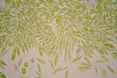 Mikroskobik organizmalar gölün üzerinden. Euglena Gracilis