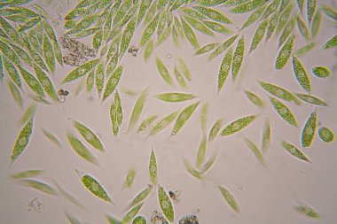 Mikroskobik organizmalar gölün üzerinden. Euglena Gracilis