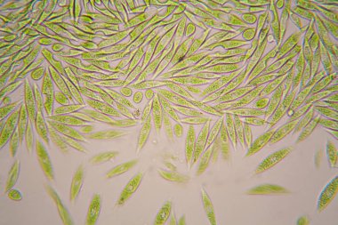 Mikroskobik organizmalar gölün üzerinden. Euglena Gracilis