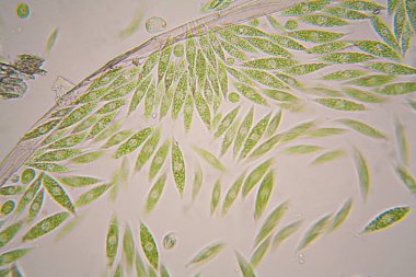 Mikroskobik organizmalar gölün üzerinden. Euglena Gracilis