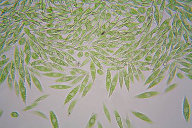 Mikroskobik organizmalar gölün üzerinden. Euglena Gracilis