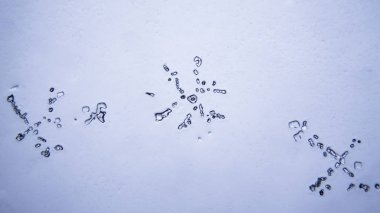 Gözyaşları mikroskop görüş. Büyütme 100-1000 x