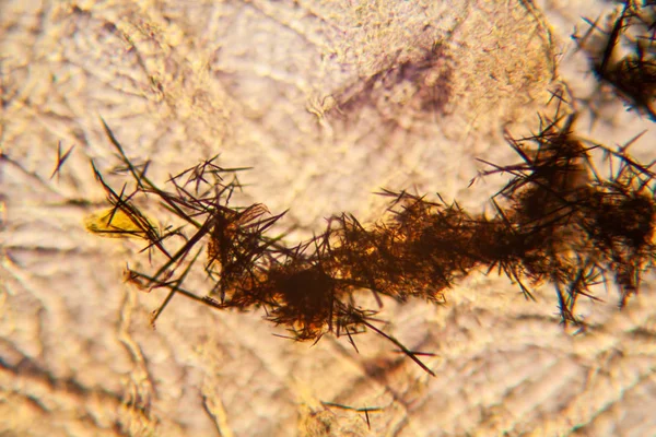 Kağıt dokusu mikroskop, kristalize Methilene mavi