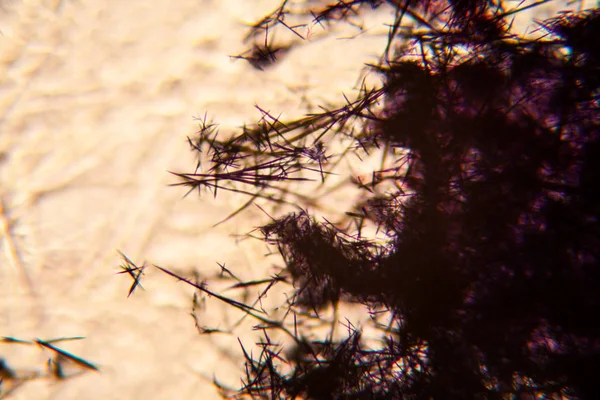 Azul Metileno Cristalizado Sobre Textura Papel Microscopio — Foto de Stock