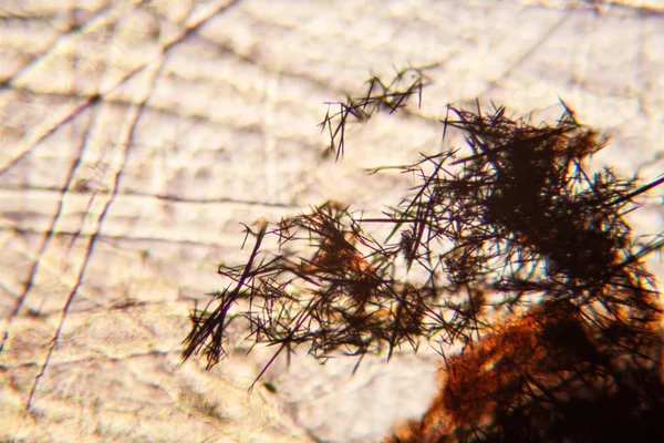 Kağıt dokusu mikroskop, kristalize Methilene mavi