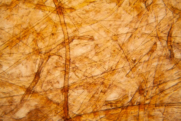 Bakire kağıt dokusu mikroskop