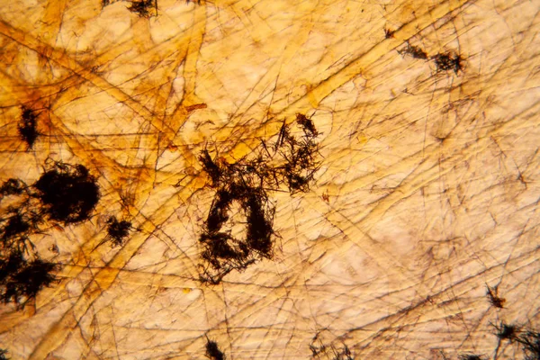 Kağıt dokusu mikroskop, kristalize Methilene mavi