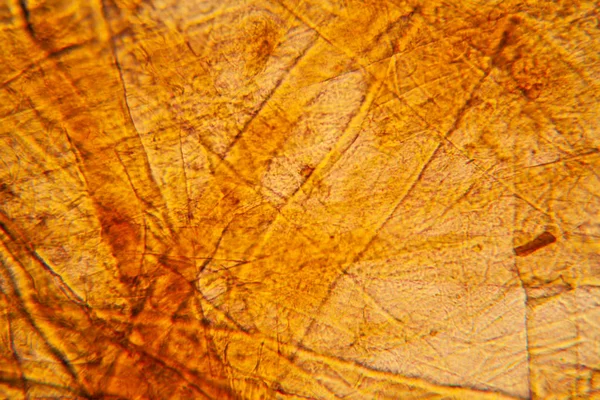 Texture Carta Vergine Microscopio — Foto Stock