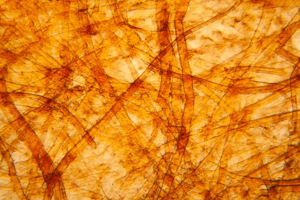 Bakire kağıt dokusu mikroskop